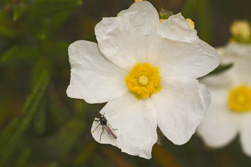 Bibionidae